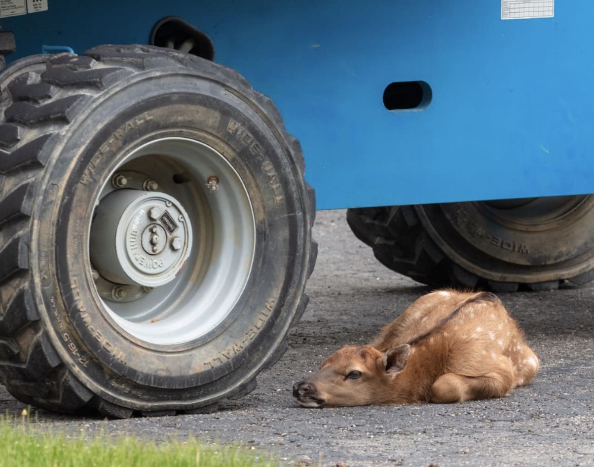 Elk calf in Yellowstone National Park.